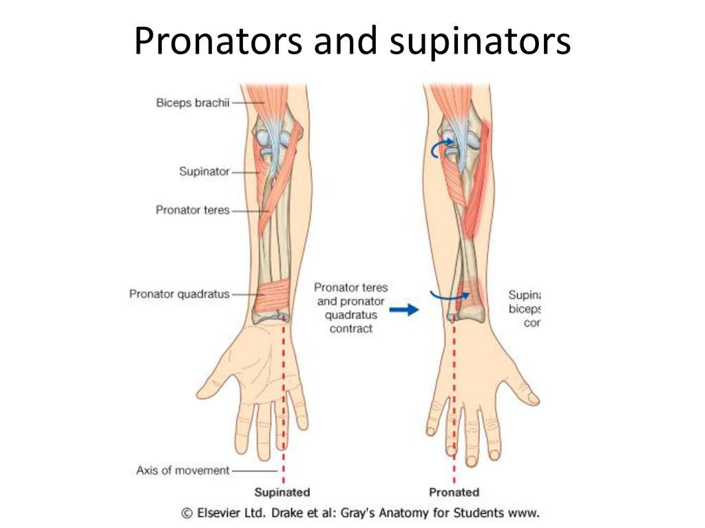 Supinators deals